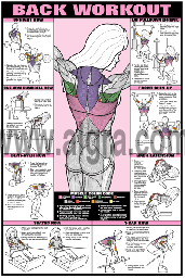 Back Workout Poster