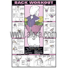 back workout chart